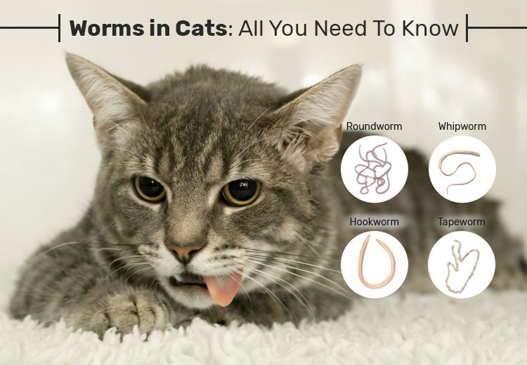 worms in cats